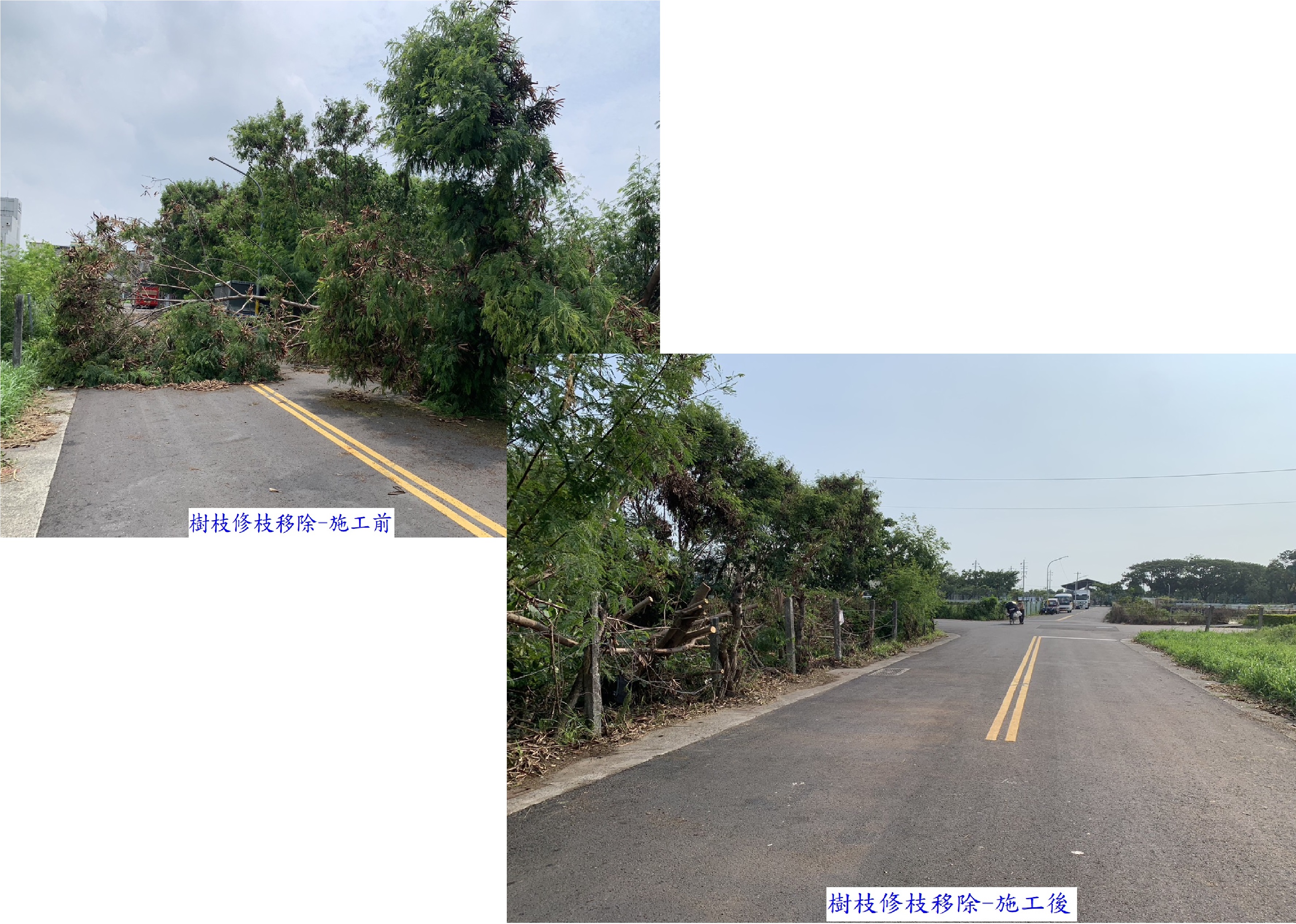 樹枝修剪
